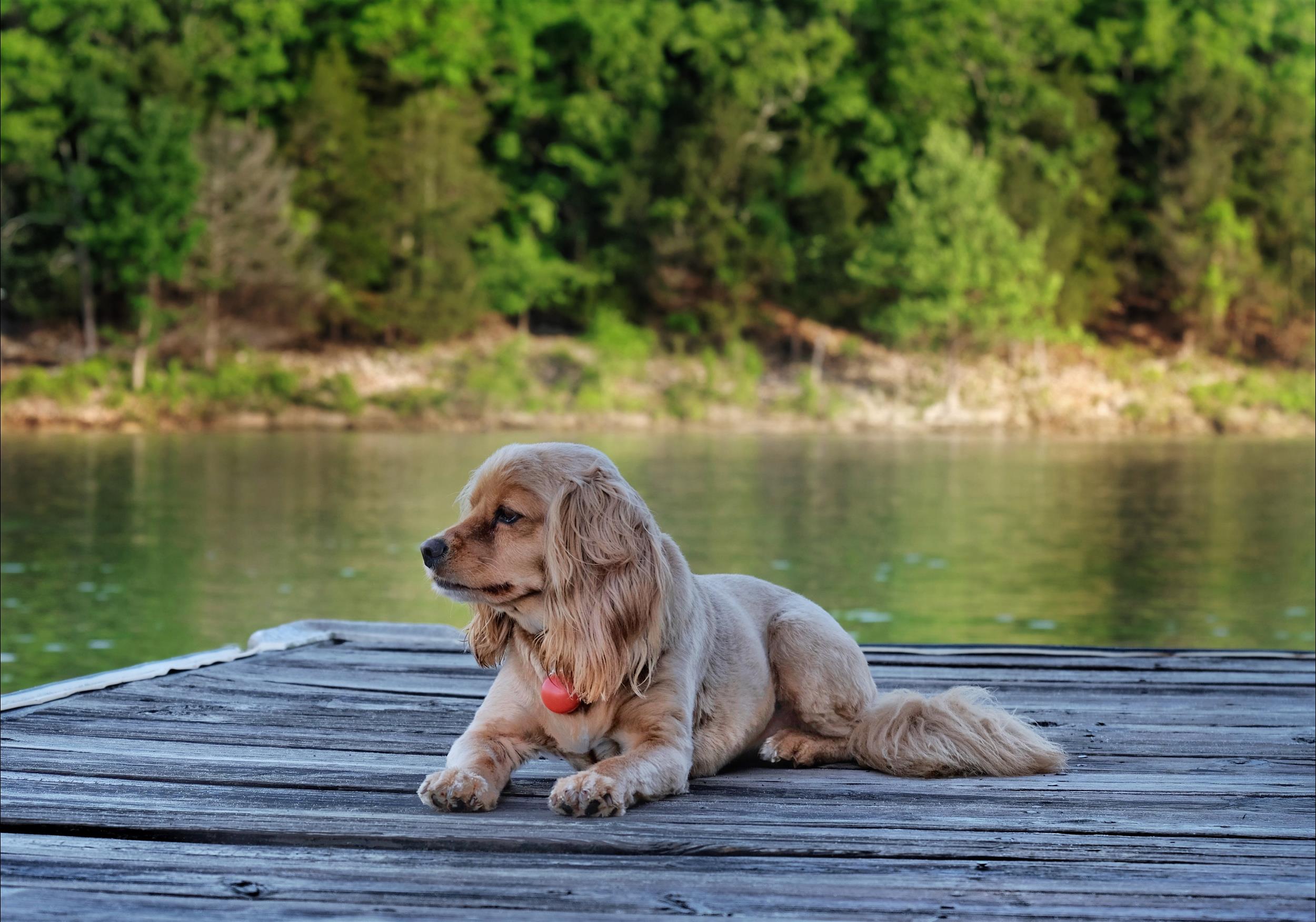 Dog looking at lake