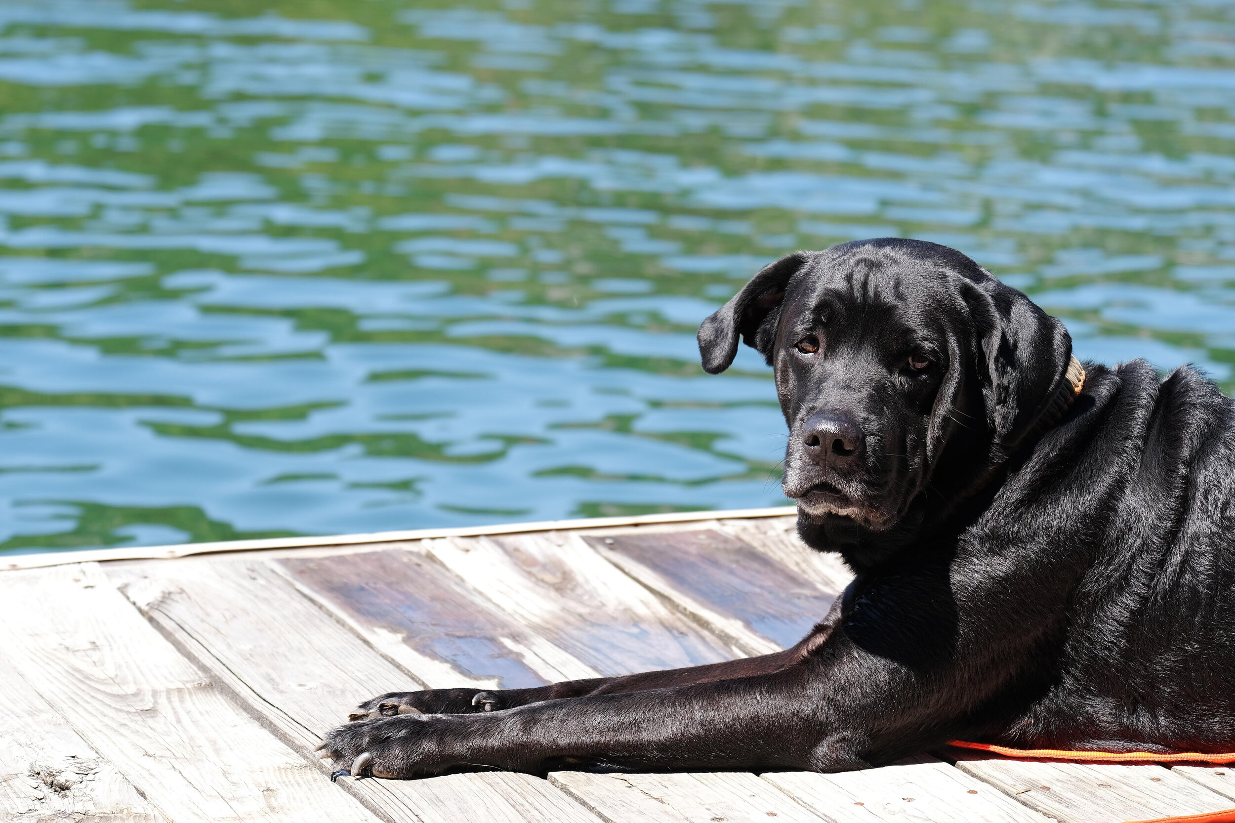 Dog on dock near lake